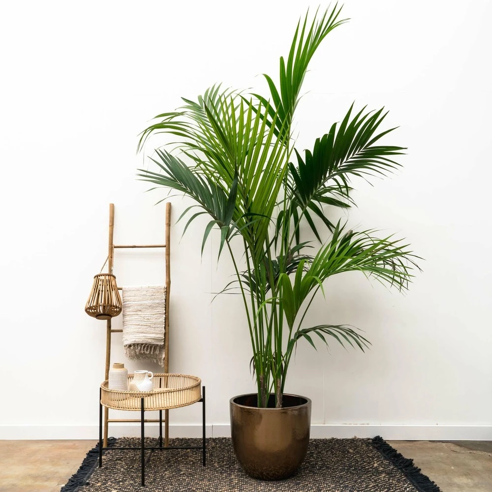 Palmier Kentia Xxxl - H230cm - Très Grande Plante D'intérieur 5 Palmier Kentia Xxxl - H230cm - Très Grande Plante D'intérieur – Image 3