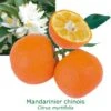Mandarinier Chinois - Chinotto Bio Tailles:pot De 3 Litres, Hauteur 30/40 Cm -Jardinoux Soldes Magasin 083406711a7bc287