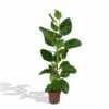 Ficus Altissima - H85cm, ø21cm - Grande Plante D'intérieur 2 Ficus Altissima - H85cm, ø21cm - Grande Plante D'intérieur -Jardinoux Soldes Magasin 08fc6023fb8f0b53