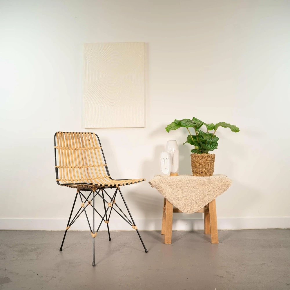 Calathea Orbifolia Et Son Panier Naturel - H40cm, ø14 Cm - Plante D'intérieur 4 Calathea Orbifolia Et Son Panier Naturel - H40cm, ø14 Cm - Plante D'intérieur – Image 2