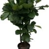 Ficus Lyrata Xxl - H160cm, ø30cm - Très Grande Plante D'intérieur 2 Ficus Lyrata Xxl - H160cm, ø30cm - Très Grande Plante D'intérieur -Jardinoux Soldes Magasin 0b29cc70c54ffe03