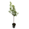 Amandier 'Ferraduel' : Gobelet 3 Ans Pot -Jardinoux Soldes Magasin 1015037 1715221