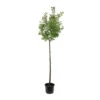 Abricotier 'Bergeval'® :1/2 Tige Pot -Jardinoux Soldes Magasin 1015040 1715236