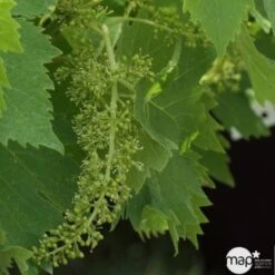 Vigne Variée : Pot 25L -Jardinoux Soldes Magasin 1045083 1734520