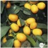 Kumquat Sur 1/4 Tige : Pot 2L -Jardinoux Soldes Magasin 1045106 002