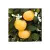 Mandarinier 'Pursha' En 1/4 De Tige Pot 2L -Jardinoux Soldes Magasin 1045107 001