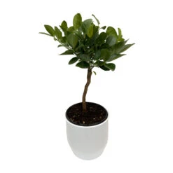 Mandarinier 'Pursha' En 1/4 De Tige Pot 2L -Jardinoux Soldes Magasin 1045107 2027656