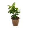Oranger 'Orange Tea®' Pot D 12cm 2 Oranger 'Orange Tea®' Pot D 12cm -Jardinoux Soldes Magasin 1045111 2027662