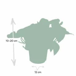 Epipremnum Happy Leaf Scindapsus - H15cm, ø12cm - Plante D'intérieur Tombante 10 Epipremnum Happy Leaf Scindapsus - H15cm, ø12cm - Plante D'intérieur Tombante -Jardinoux Soldes Magasin 1046f5608f3c7eca