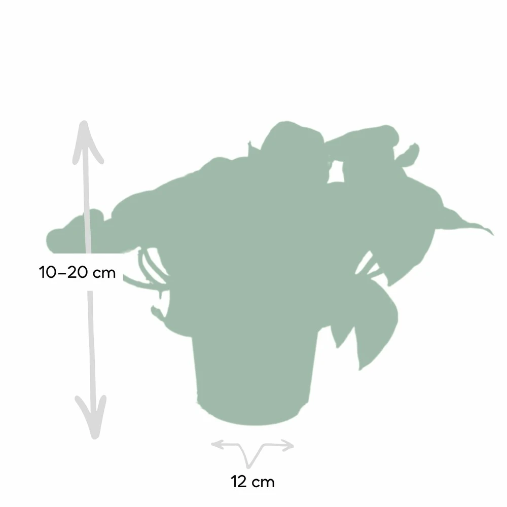 Epipremnum Happy Leaf Scindapsus - H15cm, ø12cm - Plante D'intérieur Tombante 6 Epipremnum Happy Leaf Scindapsus - H15cm, ø12cm - Plante D'intérieur Tombante – Image 4