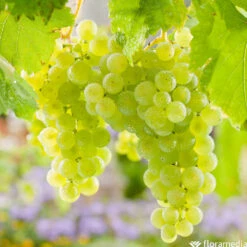 Vigne Variée : Pot 25L -Jardinoux Soldes Magasin 1056072 2115060