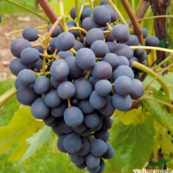 Vigne Variée : Pot 100L -Jardinoux Soldes Magasin 1056072 2115063 1