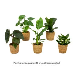 Mix Plantes Vertes, Variétés Variables : Vannerie D12cm -Jardinoux Soldes Magasin 1066833 2072083