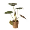 Mix Plantes Vertes, Variétés Variables : Vannerie D12cm -Jardinoux Soldes Magasin 1066833 2124780