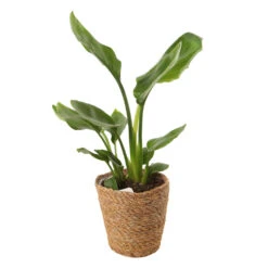 Mix Plantes Vertes, Variétés Variables : Vannerie D12cm -Jardinoux Soldes Magasin 1066833 2124786