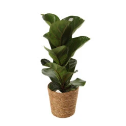 Mix Plantes Vertes, Variétés Variables : Vannerie D12cm -Jardinoux Soldes Magasin 1066833 2124789