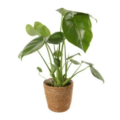 Mix Plantes Vertes, Variétés Variables : Vannerie D12cm -Jardinoux Soldes Magasin 1066833 2124792