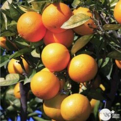 Oranger -20/25 - Pot 45L -Jardinoux Soldes Magasin 125119 003