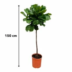 Ficus Lyrata Xl - H150cm, ø30cm - Très Grande Plante D'intérieur -Jardinoux Soldes Magasin 147808e77ddb7acd