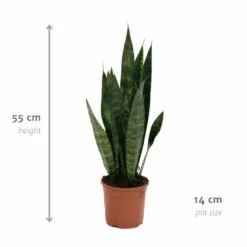 Sansevieria Zeylanica - H55cm, ø14cm - Plante D'intérieur Sans Entretien 10 Sansevieria Zeylanica - H55cm, ø14cm - Plante D'intérieur Sans Entretien -Jardinoux Soldes Magasin 14b7b0a41e32bd54