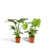 Strelitzia Nicolai, Monstera Deliciosa, Duo De Plantes - Grandes Plantes D'intérieur -Jardinoux Soldes Magasin 1ac4214e38f20014