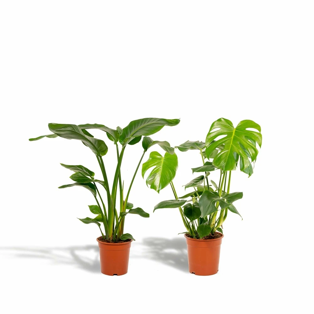 Strelitzia Nicolai, Monstera Deliciosa, Duo De Plantes - Grandes Plantes D'intérieur 3 Strelitzia Nicolai, Monstera Deliciosa, Duo De Plantes - Grandes Plantes D'intérieur