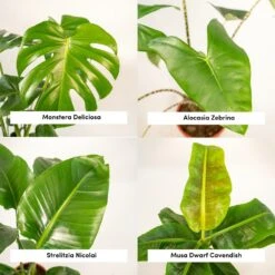 Alocasia Zebrina, Monstera Deliciosa, Bananier Musa, Strelitzia Nicolai - Grandes Plantes D'intérieur -Jardinoux Soldes Magasin 1d9891b5fc13f9ec