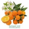 Kumquat Rond Bio Tailles:pot De 3 Litres, Hauteur 30/40 Cm -Jardinoux Soldes Magasin 1efb27ba807c2832