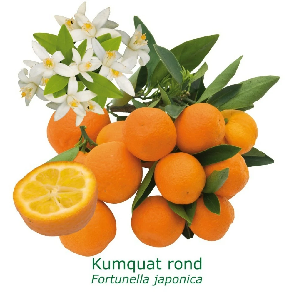 Kumquat Rond Bio Tailles:pot De 3 Litres, Hauteur 30/40 Cm 3 Kumquat Rond Bio Tailles:pot De 3 Litres, Hauteur 30/40 Cm