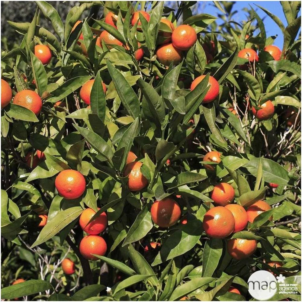 Mandarinier : Pot 45L 4 Mandarinier : Pot 45L – Image 2