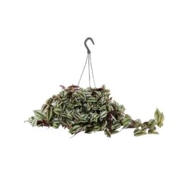 Tradescantia : Suspension Diamètre 18 Cm - Variétés Variables -Jardinoux Soldes Magasin 21071 004