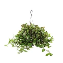Tradescantia : Suspension Diamètre 18 Cm - Variétés Variables -Jardinoux Soldes Magasin 21071 006