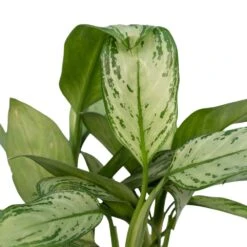 Aglaonema Christina - H30cm, ø12cm - Plante D'intérieur -Jardinoux Soldes Magasin 226315f1022fb16f