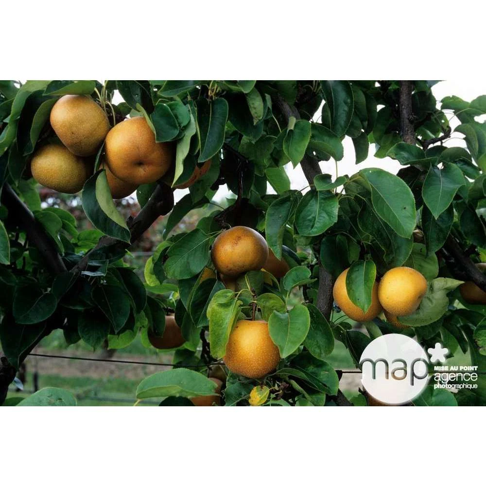 Nashi Hosui Bronze : Gobelet 3 Ans D'âge Ctr 12 Litres 4 Nashi Hosui Bronze : Gobelet 3 Ans D'âge Ctr 12 Litres – Image 2