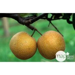 Nashi Hosui Bronze : Gobelet 3 Ans D'âge Ctr 12 Litres 9 Nashi Hosui Bronze : Gobelet 3 Ans D'âge Ctr 12 Litres -Jardinoux Soldes Magasin 228675 003