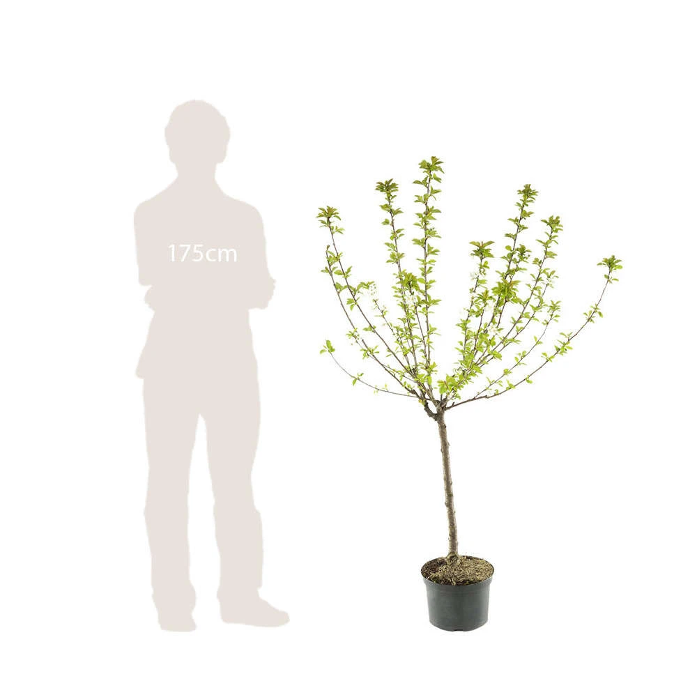 Nashi Hosui Bronze : Gobelet 3 Ans D'âge Ctr 12 Litres 7 Nashi Hosui Bronze : Gobelet 3 Ans D'âge Ctr 12 Litres – Image 5