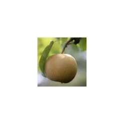 Nashi Nieiseiki : Gobelet Ctr 3 Ans D'âge 9 Nashi Nieiseiki : Gobelet Ctr 3 Ans D'âge -Jardinoux Soldes Magasin 229605 001