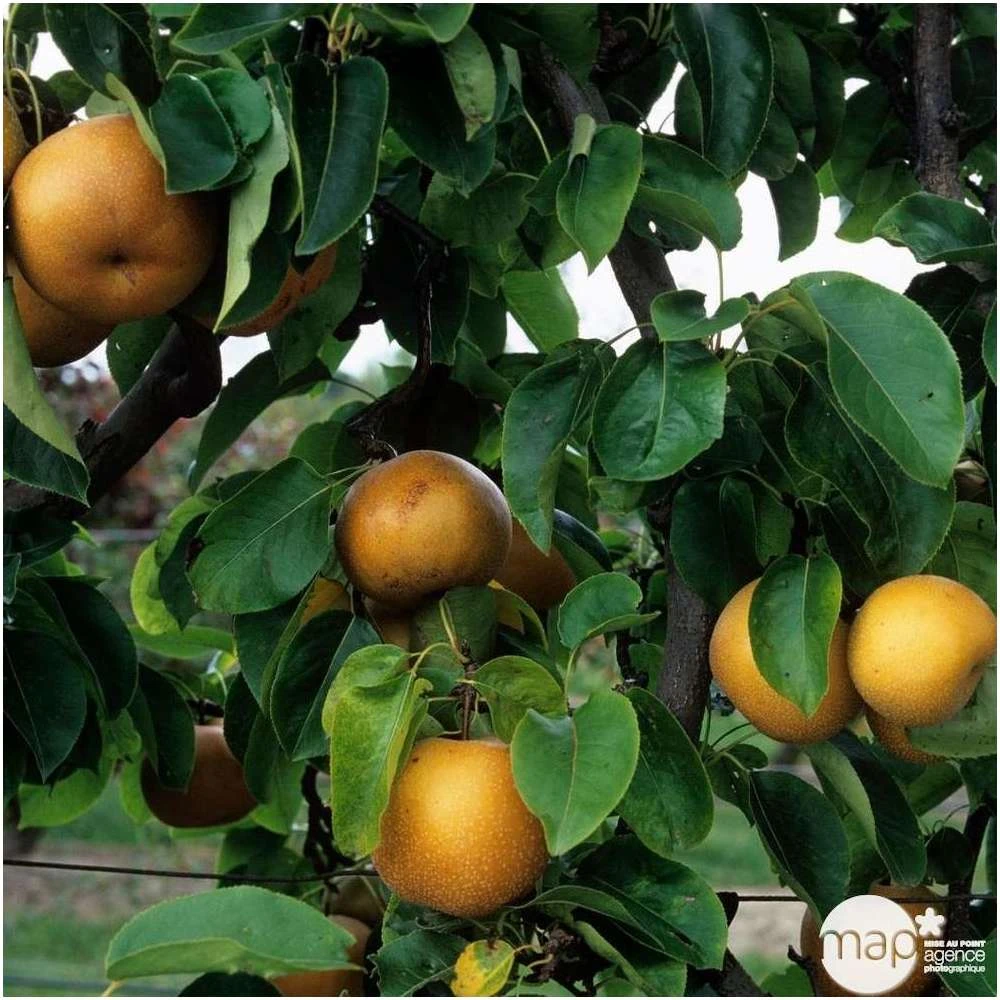 Nashi Nieiseiki : Gobelet Ctr 3 Ans D'âge 5 Nashi Nieiseiki : Gobelet Ctr 3 Ans D'âge – Image 3