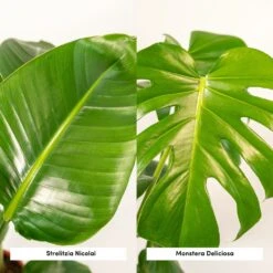 Strelitzia Nicolai, Monstera Deliciosa, Duo De Plantes - Grandes Plantes D'intérieur 9 Strelitzia Nicolai, Monstera Deliciosa, Duo De Plantes - Grandes Plantes D'intérieur -Jardinoux Soldes Magasin 234a08022e7bcd88