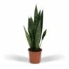 Sansevieria Zeylanica - H55cm, ø14cm - Plante D'intérieur Sans Entretien -Jardinoux Soldes Magasin 23efa041ecdbe2fe