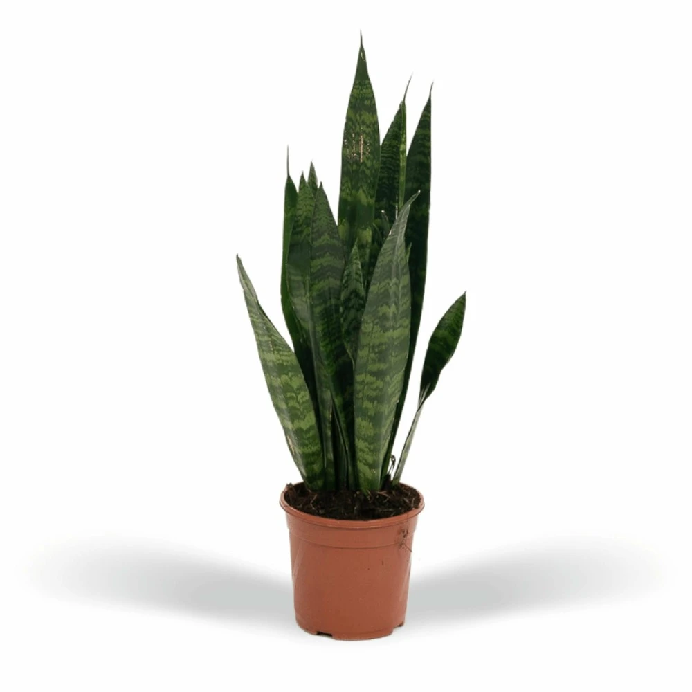 Sansevieria Zeylanica - H55cm, ø14cm - Plante D'intérieur Sans Entretien 3 Sansevieria Zeylanica - H55cm, ø14cm - Plante D'intérieur Sans Entretien