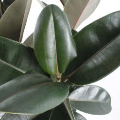 Caoutchouc : 3 Pieds Pot -Jardinoux Soldes Magasin 28705 002