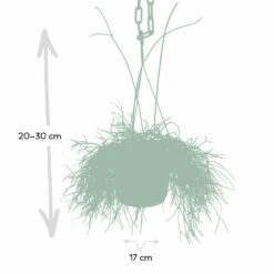 Rhipsalis Baccifera - H30cm, ø12cm - Plante D'intérieur Tombante -Jardinoux Soldes Magasin 293e650cb9f7254e