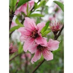 Nectarinier Nectarose : Demi Tige Ctr 15 Litres 7 Nectarinier Nectarose : Demi Tige Ctr 15 Litres -Jardinoux Soldes Magasin 29612 002