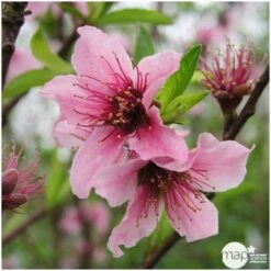 Nectarinier Nectarose : Demi Tige Ctr 15 Litres 9 Nectarinier Nectarose : Demi Tige Ctr 15 Litres -Jardinoux Soldes Magasin 29612 004