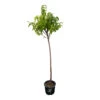 Nectarinier Nectarose : Demi Tige Ctr 15 Litres 2 Nectarinier Nectarose : Demi Tige Ctr 15 Litres -Jardinoux Soldes Magasin 29612 1749382