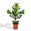 Clusia Princess - H60cm, ø12cm - Plante D'intérieur -Jardinoux Soldes Magasin 297959d8bdbfd340