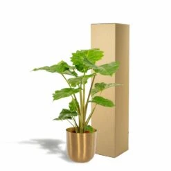 L'alocasia Portodora Et Son Cache-pot Doré - H80cm, ø21cm - Grande Plante D'intérieur -Jardinoux Soldes Magasin 2c7a5efbb044a121