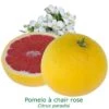 Pomelos A Chair Rose Bio Tailles:pot De 3 Litres, Hauteur 30/40 Cm 1 Pomelos A Chair Rose Bio Tailles:pot De 3 Litres, Hauteur 30/40 Cm -Jardinoux Soldes Magasin 2ed3940e2398882b