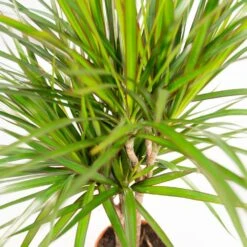 Dracaena Marginata - H90cm, ø17cm - Grande Plante D'intérieur -Jardinoux Soldes Magasin 3086944efa9a2ede
